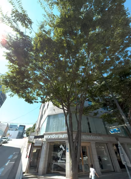 tree photo