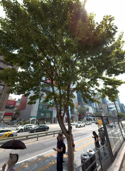 tree photo
