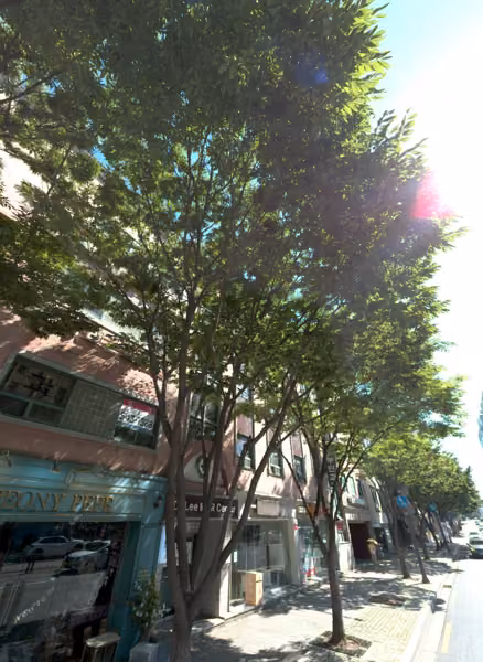 tree photo