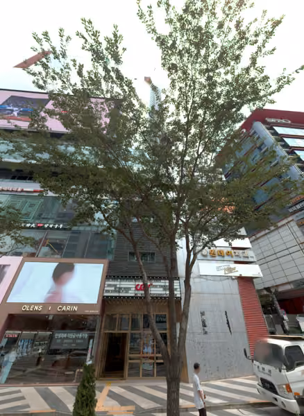 tree photo