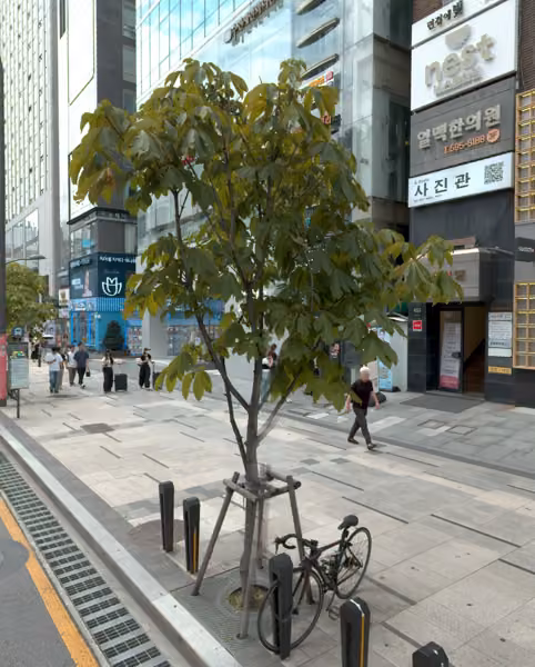 tree photo