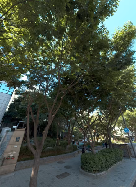 tree photo