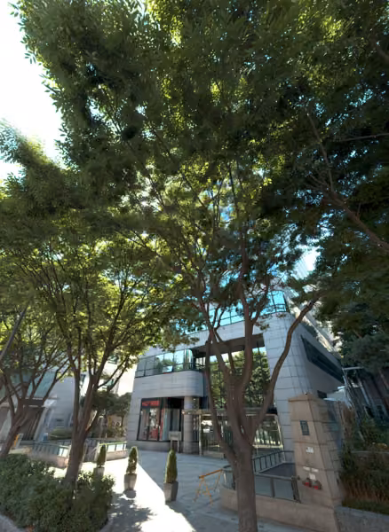 tree photo