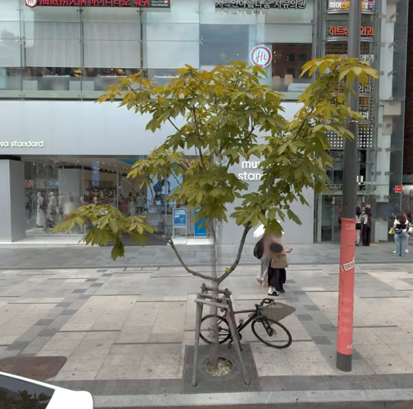 tree photo