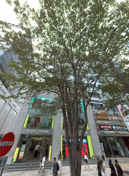 tree photo