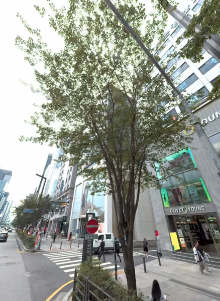 tree photo