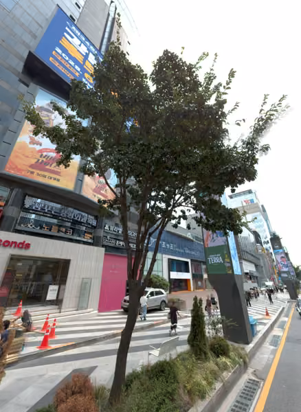 tree photo