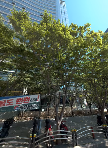 tree photo