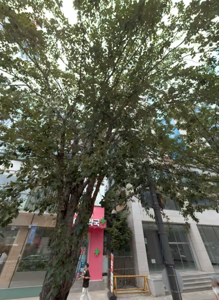 tree photo