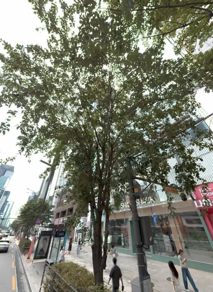 tree photo