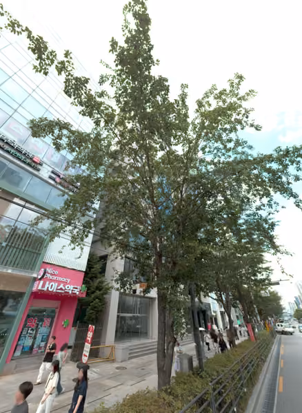 tree photo