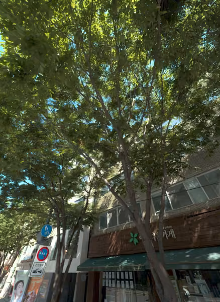 tree photo