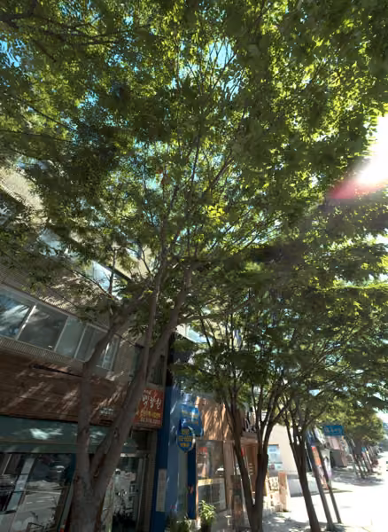 tree photo