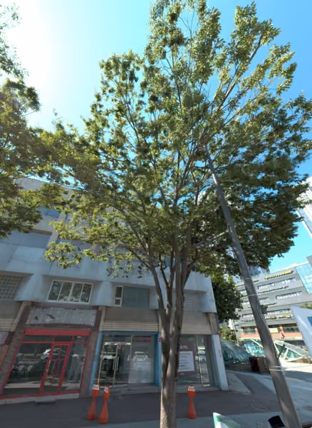 tree photo