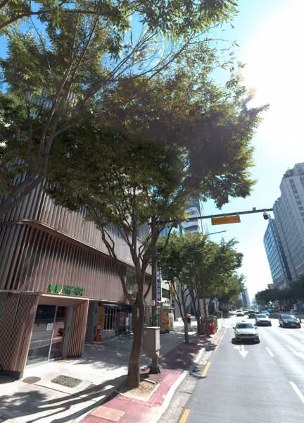 tree photo