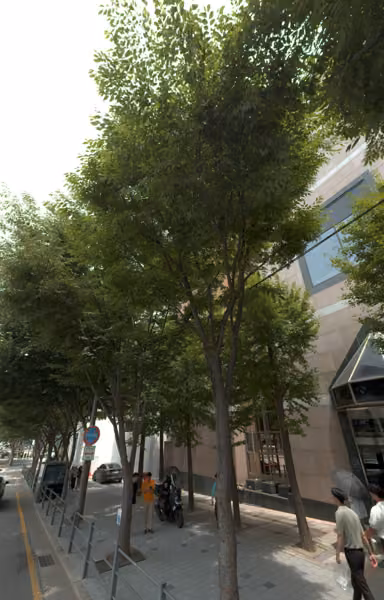 tree photo