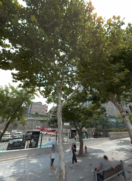 tree photo