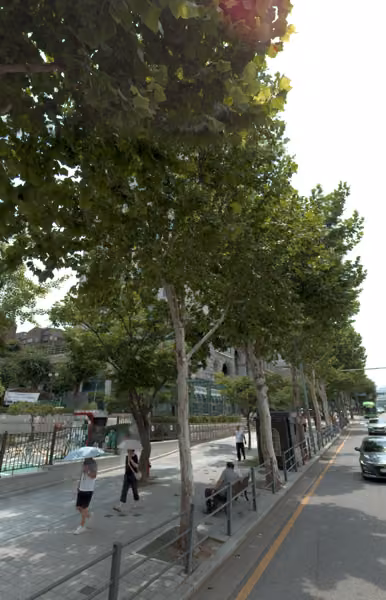 tree photo
