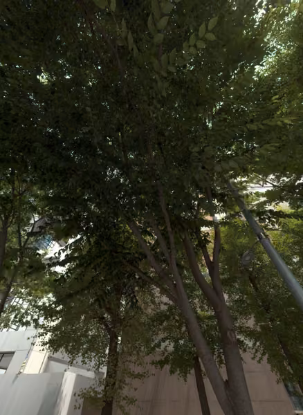 tree photo