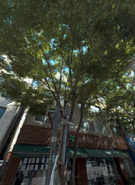 tree photo