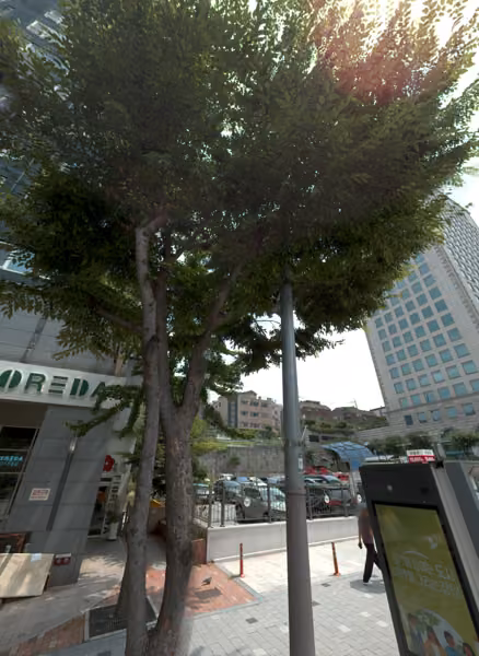 tree photo