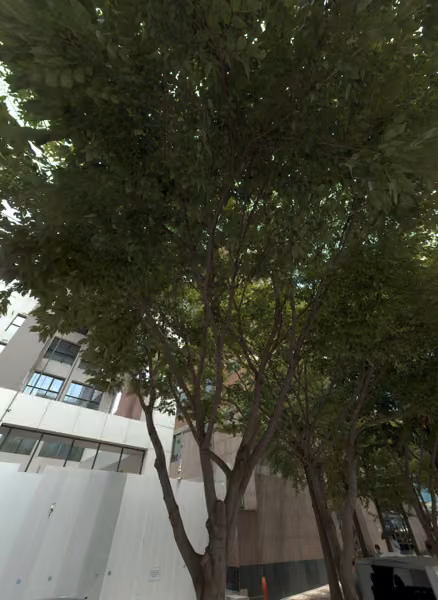 tree photo
