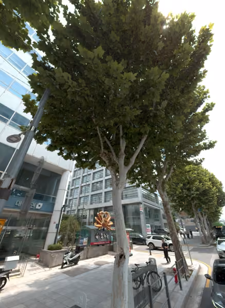 tree photo
