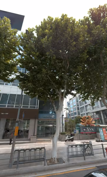 tree photo