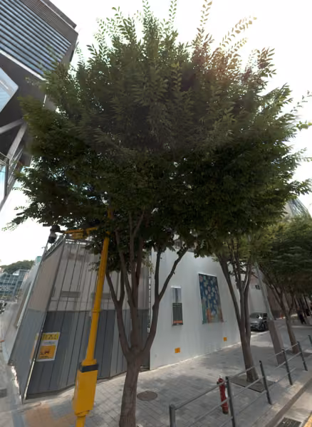 tree photo