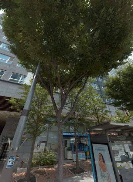 tree photo