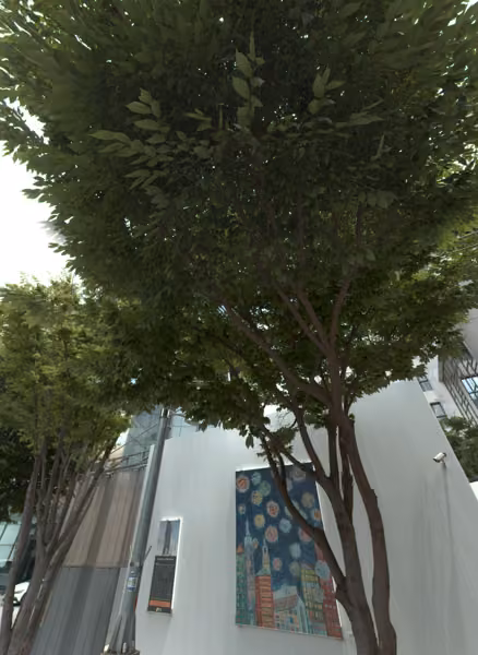 tree photo