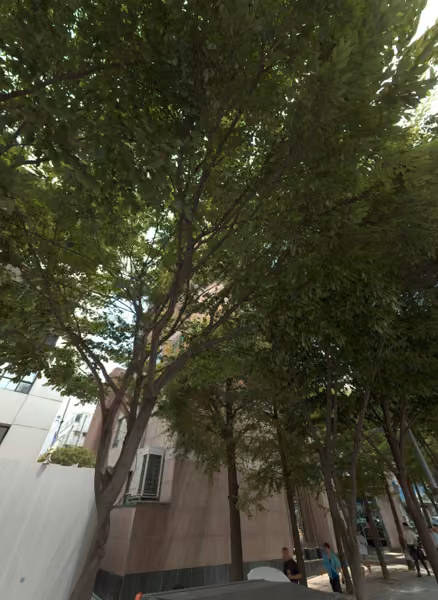 tree photo