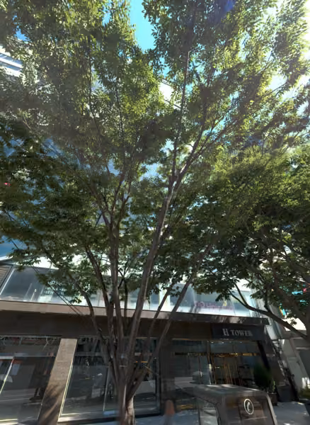 tree photo