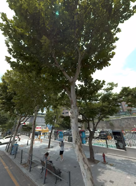 tree photo