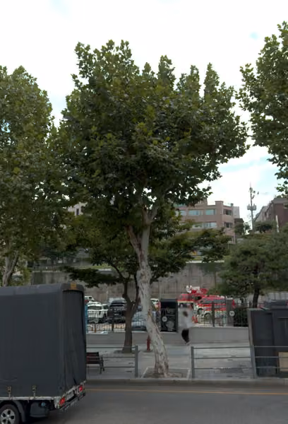 tree photo