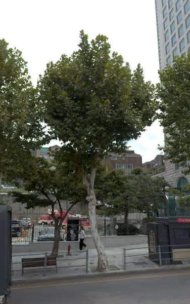 tree photo