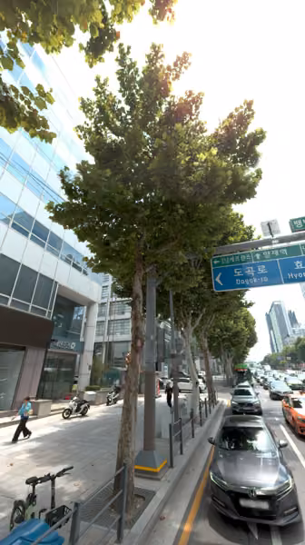 tree photo