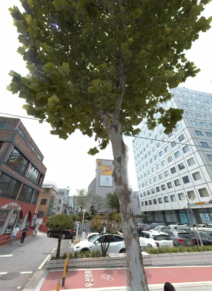 tree photo