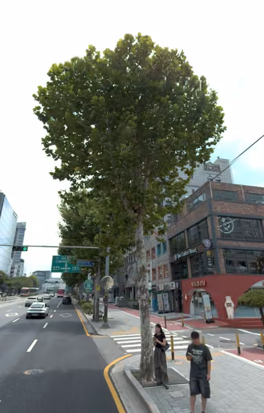 tree photo