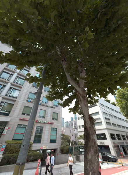 tree photo