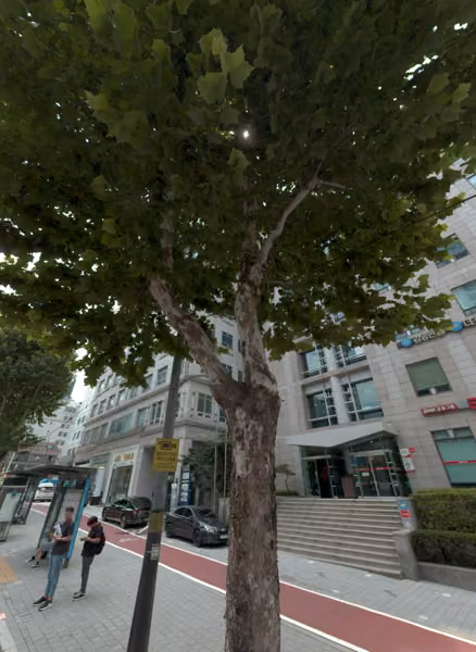 tree photo