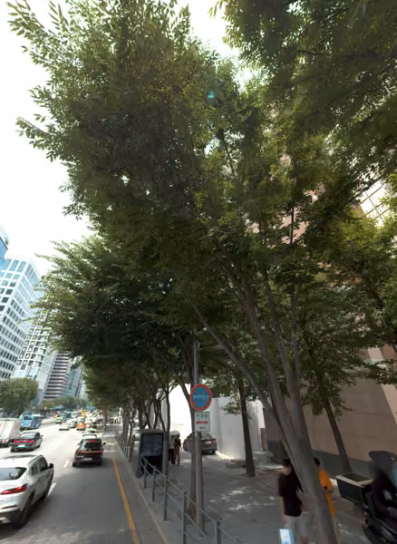 tree photo