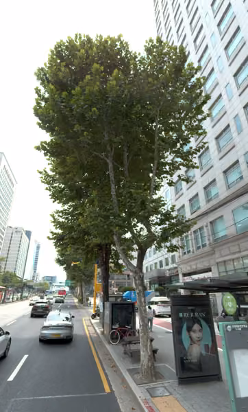 tree photo