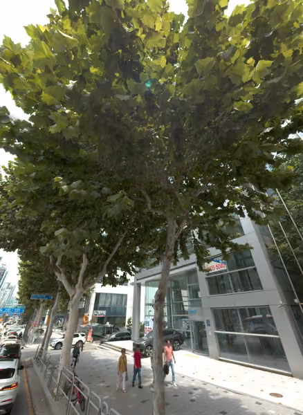 tree photo