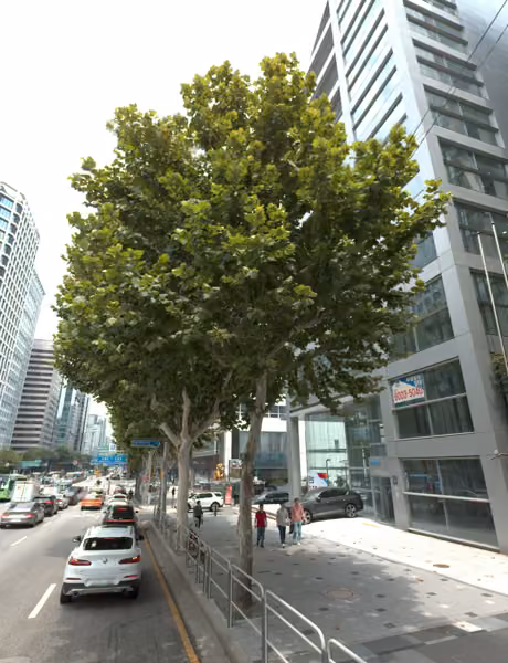 tree photo