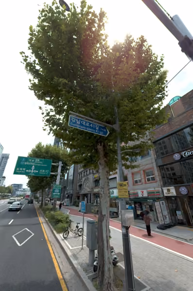 tree photo