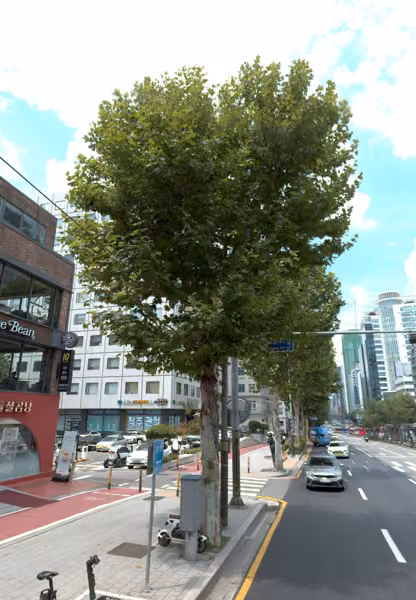 tree photo