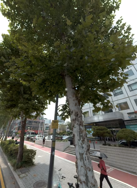 tree photo