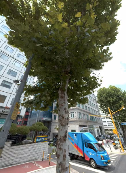 tree photo