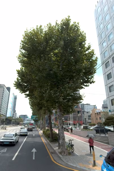 tree photo